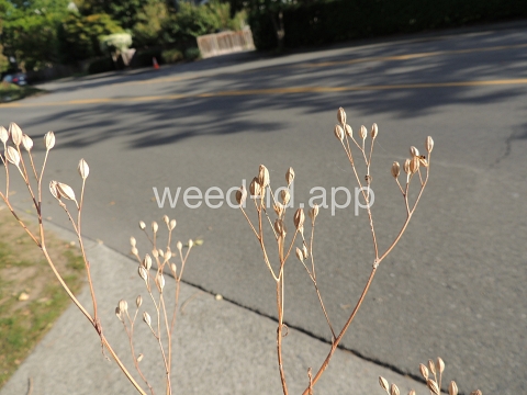 nipplewort
